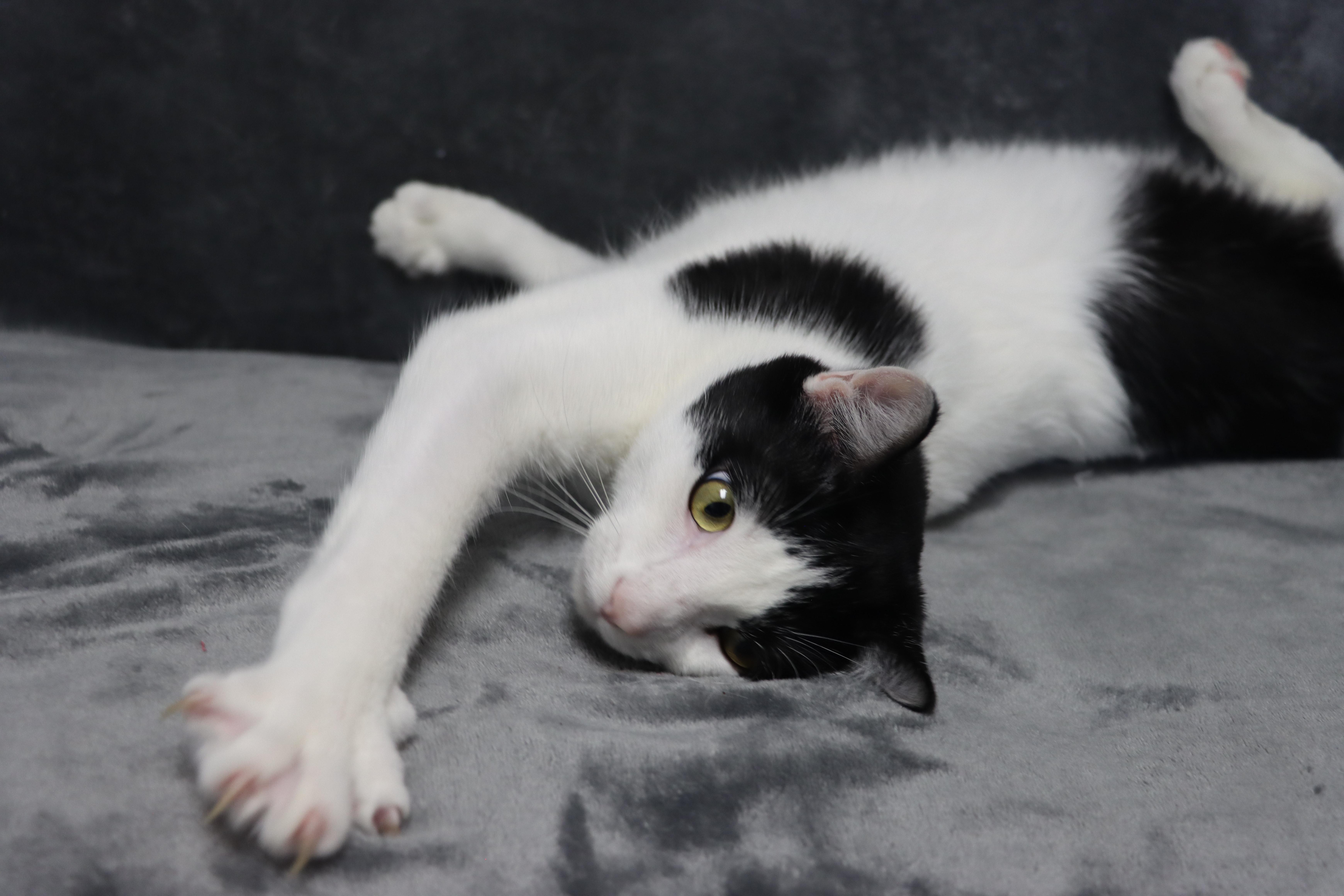 Enlarge Bullet, a Adopted Tuxedo in Tallahassee, FL image 2/6