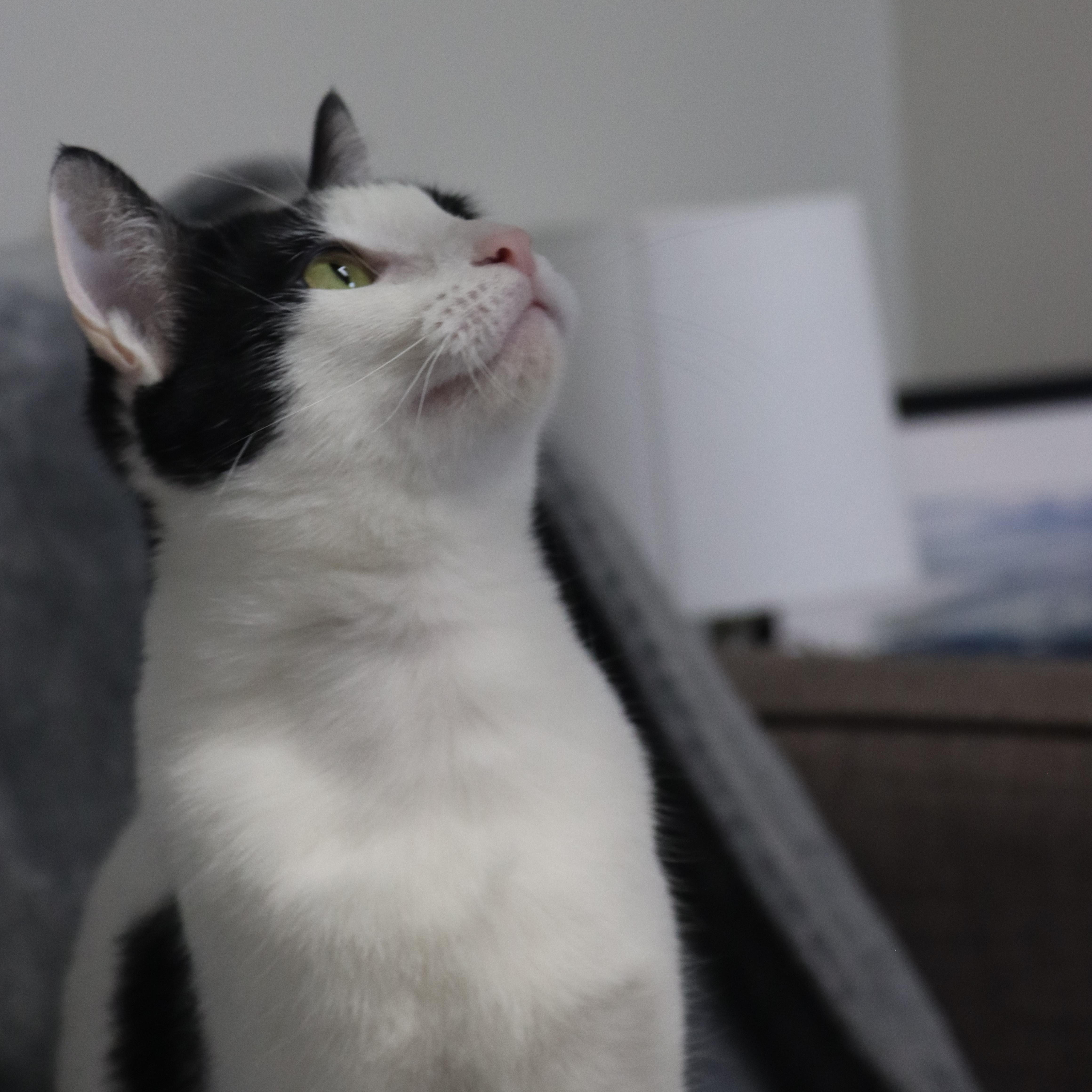 Enlarge Bullet, a Adopted Tuxedo in Tallahassee, FL image 3/6