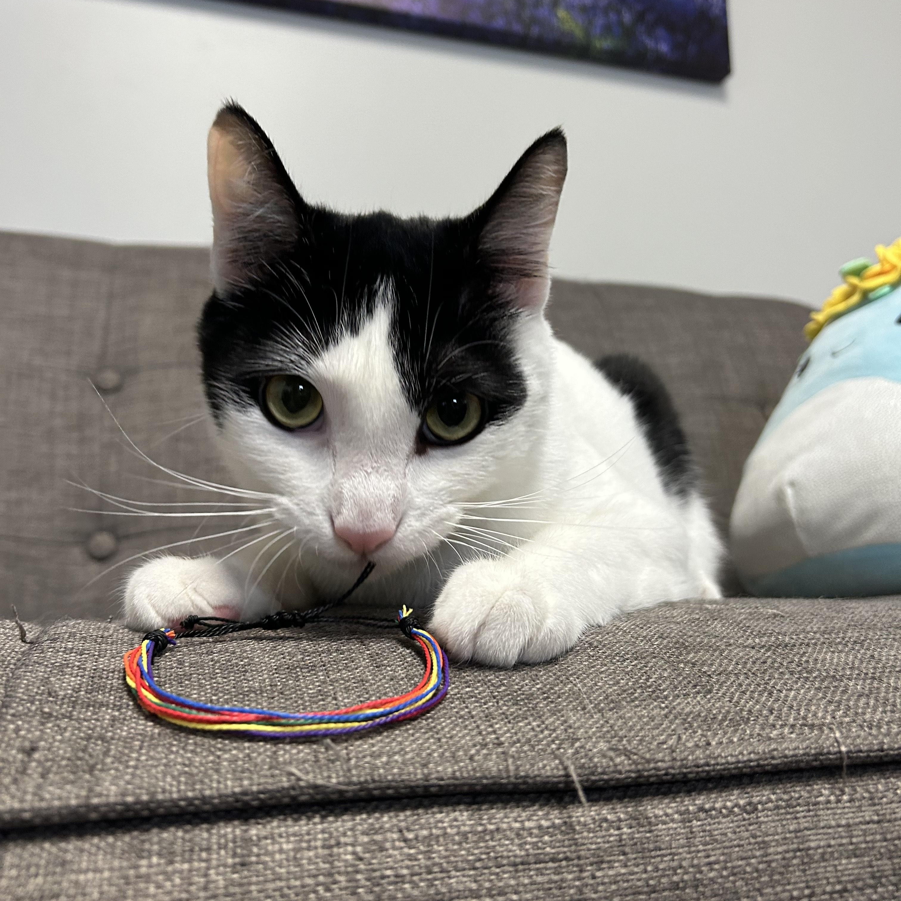 Enlarge Bullet, a Adopted Tuxedo in Tallahassee, FL image 4/6