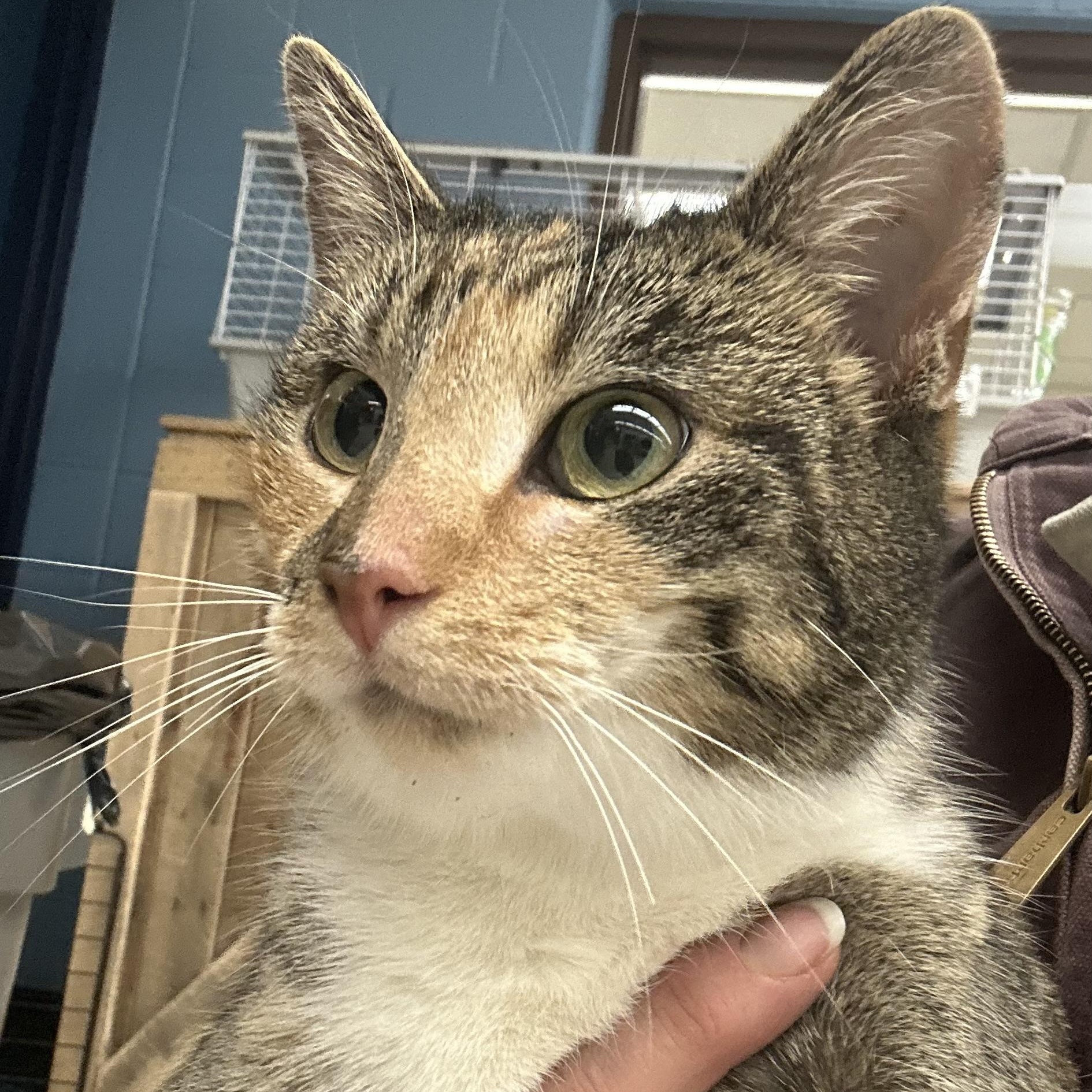 York, ADOPTABLE, Young Female Torbie.