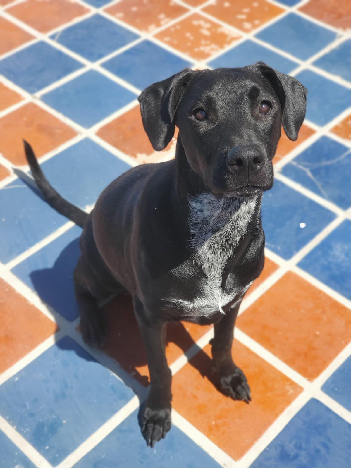 Ameila, a Adoptable mixed breed in Sherwood, OR image 1/6