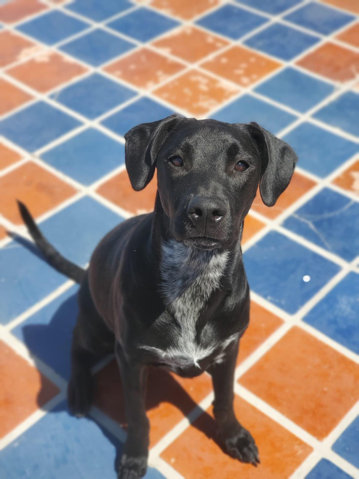 Ameila, a Adoptable mixed breed in Sherwood, OR image 2/6