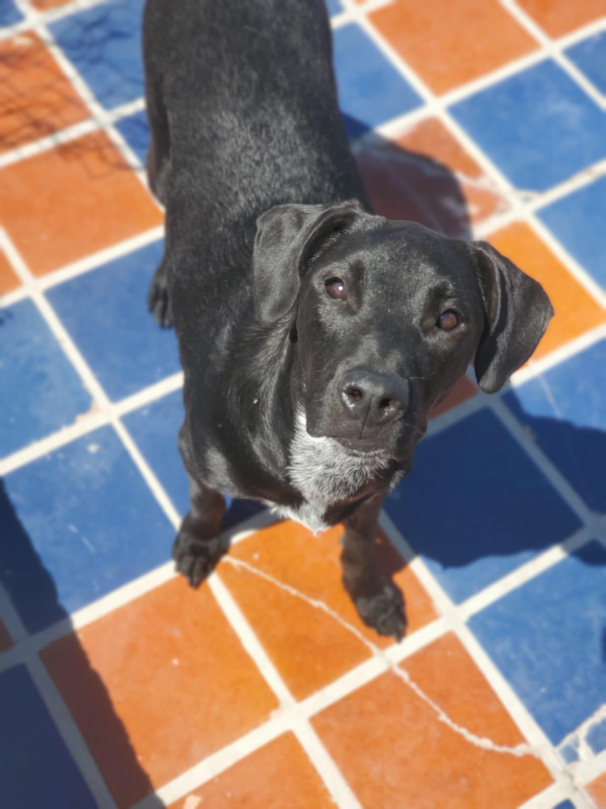 Ameila, a Adoptable mixed breed in Sherwood, OR image 3/6