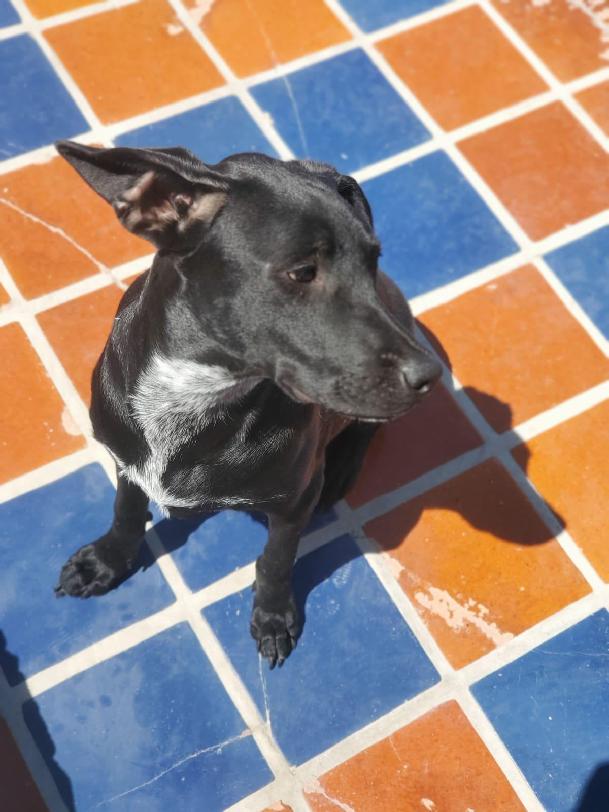 Ameila, a Adoptable mixed breed in Sherwood, OR image 4/6