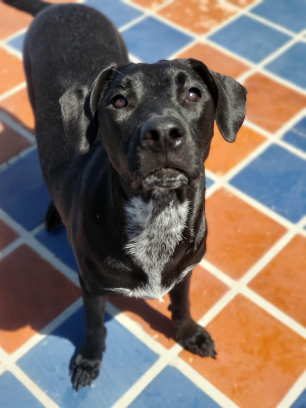 Ameila, a Adoptable mixed breed in Sherwood, OR image 5/6