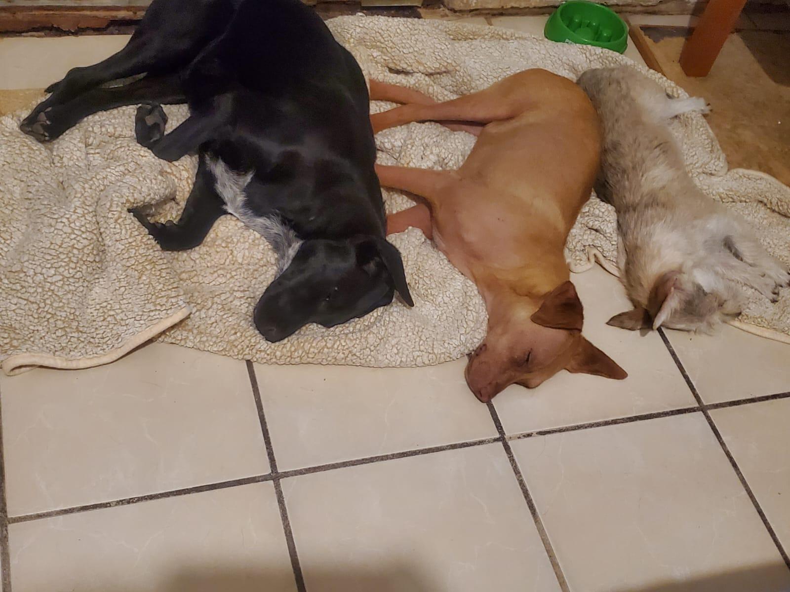 Ameila, a Adoptable mixed breed in Sherwood, OR image 6/6