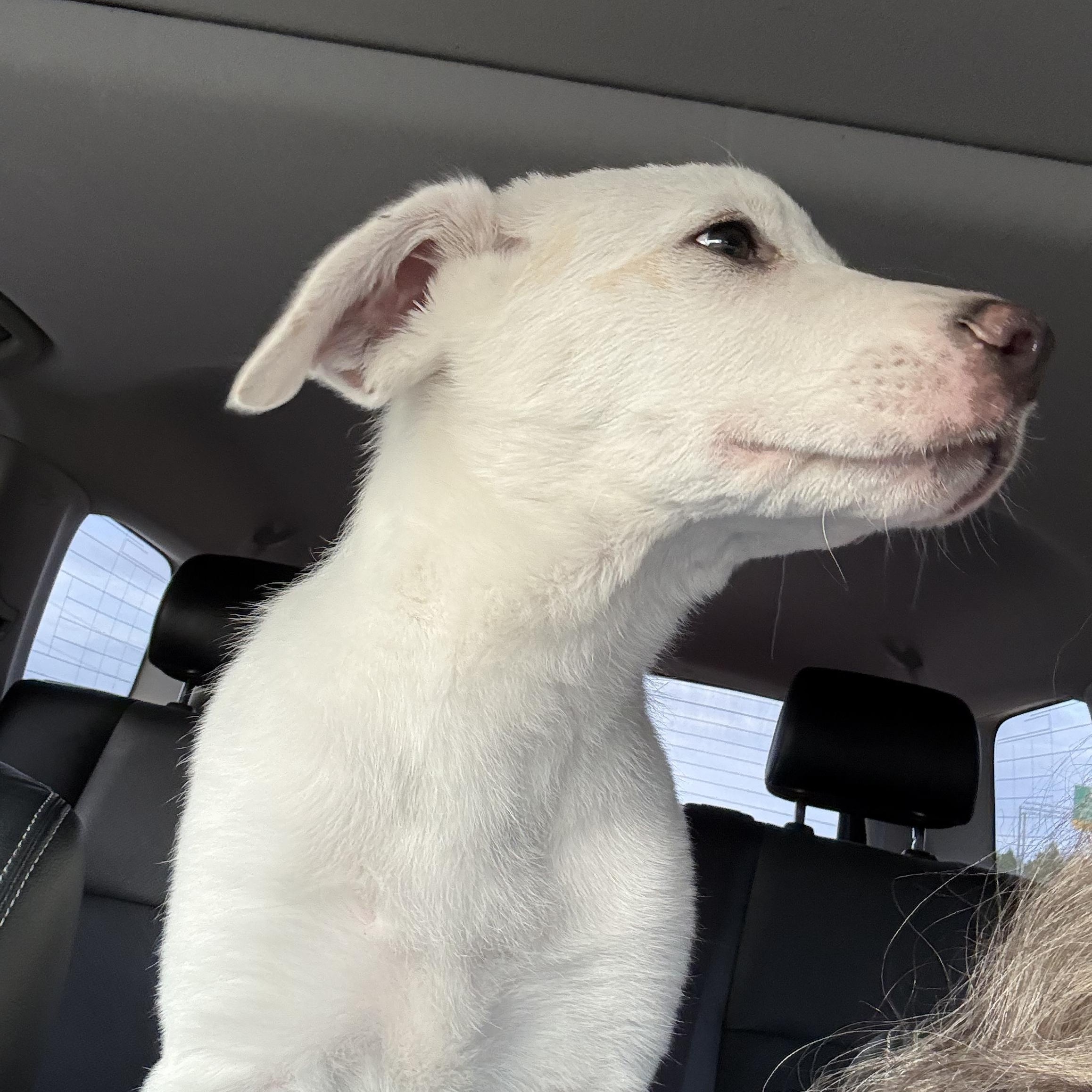 Layla — thumbnail 2