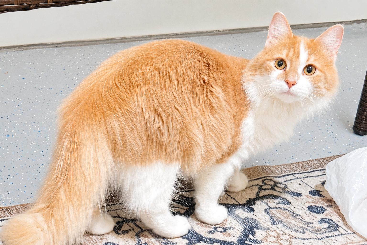 Quigley & Porter, a ADOPTABLE Domestic Long Hair in Pickerington, OH image 3/4