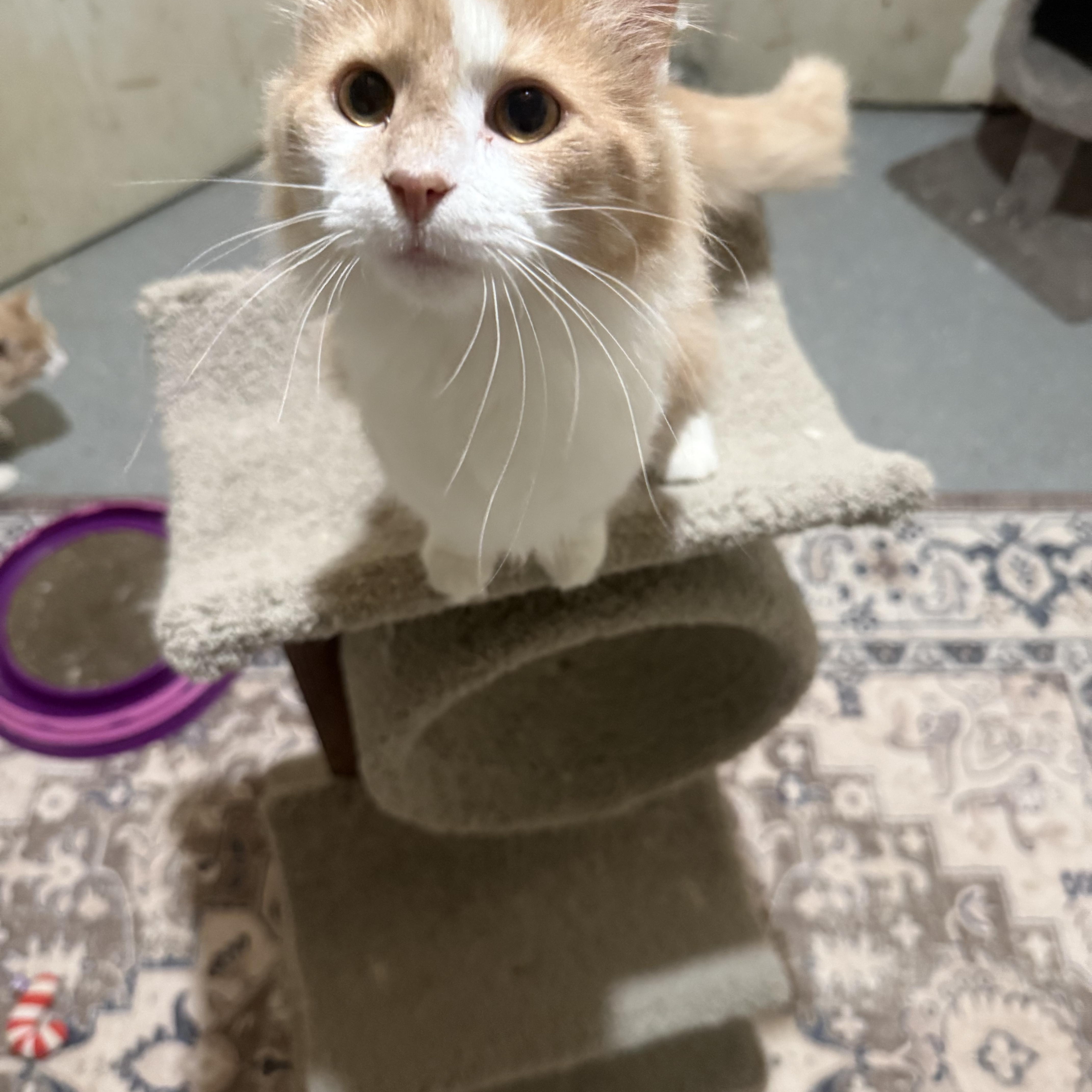 Enlarge Quigley & Porter, a ADOPTABLE Domestic Long Hair in Pickerington, OH image 5/6