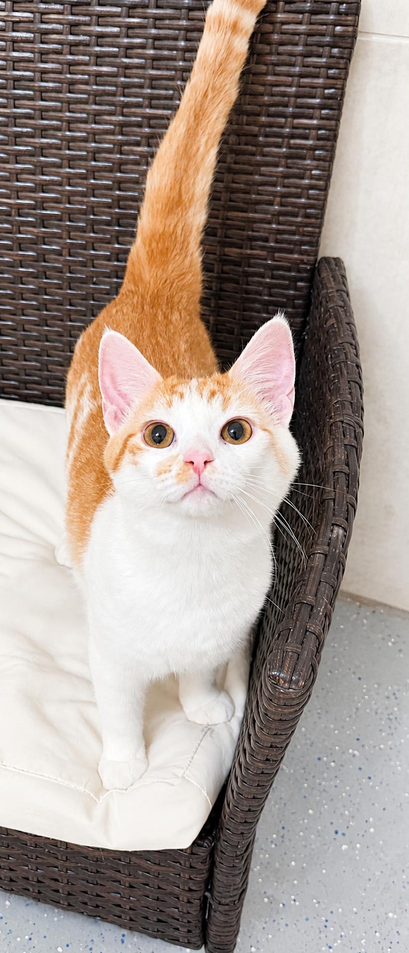 Quigley & Porter, a ADOPTABLE Domestic Long Hair in Pickerington, OH image 4/4