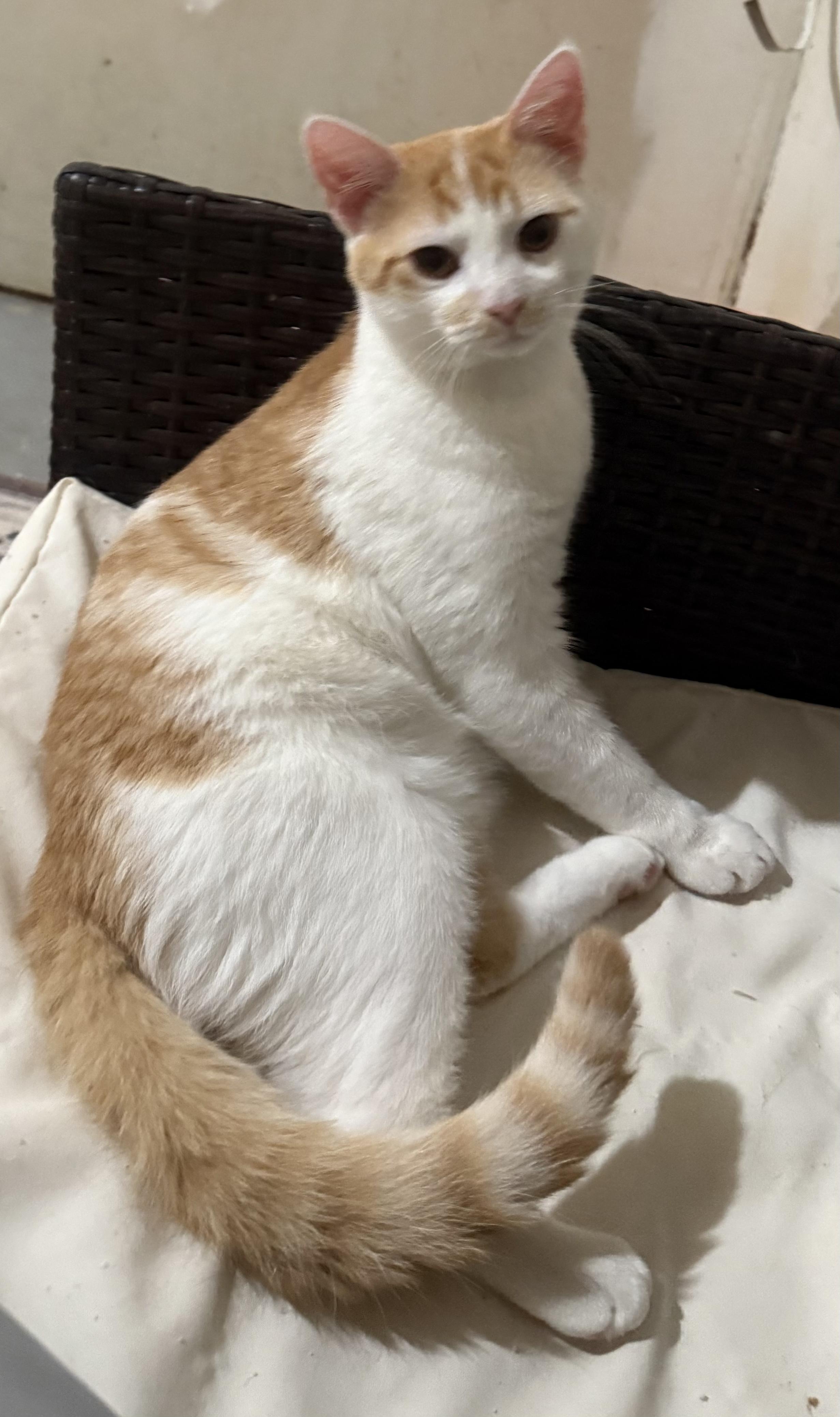 Enlarge Quigley & Porter, a ADOPTABLE Domestic Long Hair in Pickerington, OH image 3/6