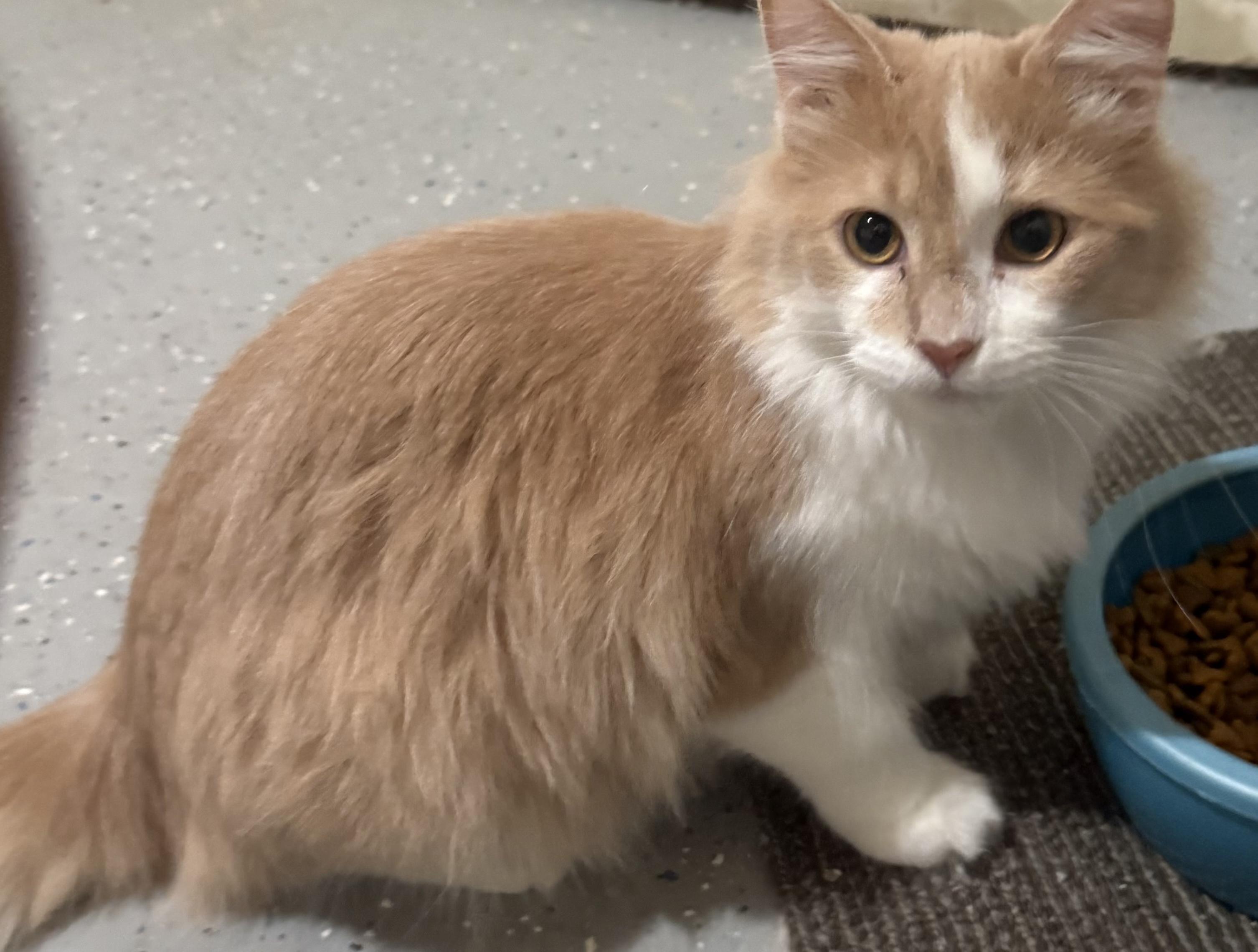 Enlarge Quigley & Porter, a ADOPTABLE Domestic Long Hair in Pickerington, OH image 1/6