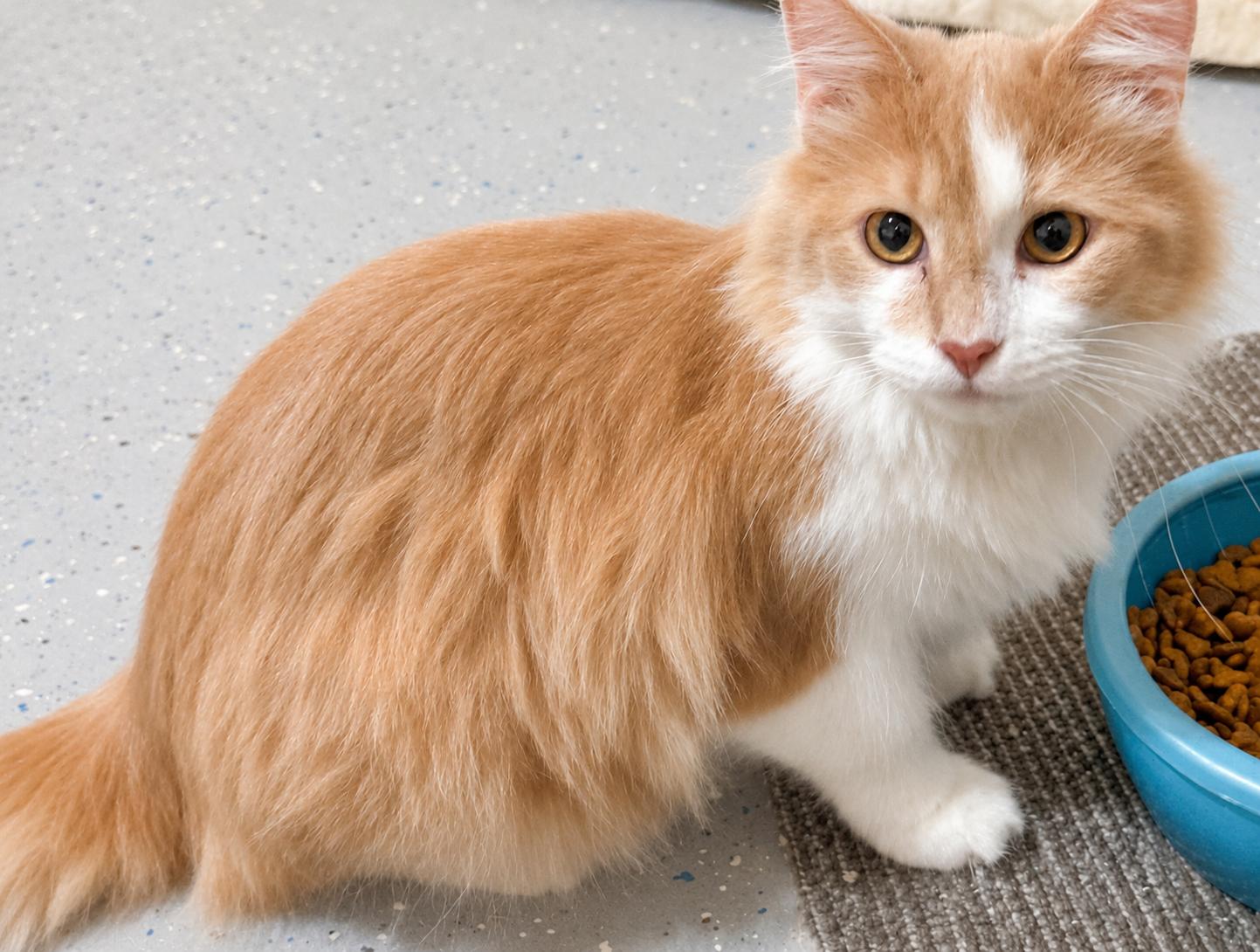 Quigley & Porter, ADOPTABLE, Young Male Domestic Long Hair.