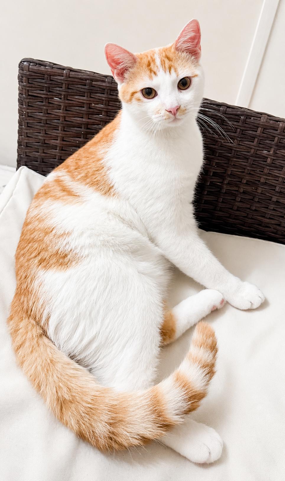 Quigley & Porter, a ADOPTABLE Domestic Long Hair in Pickerington, OH image 2/4