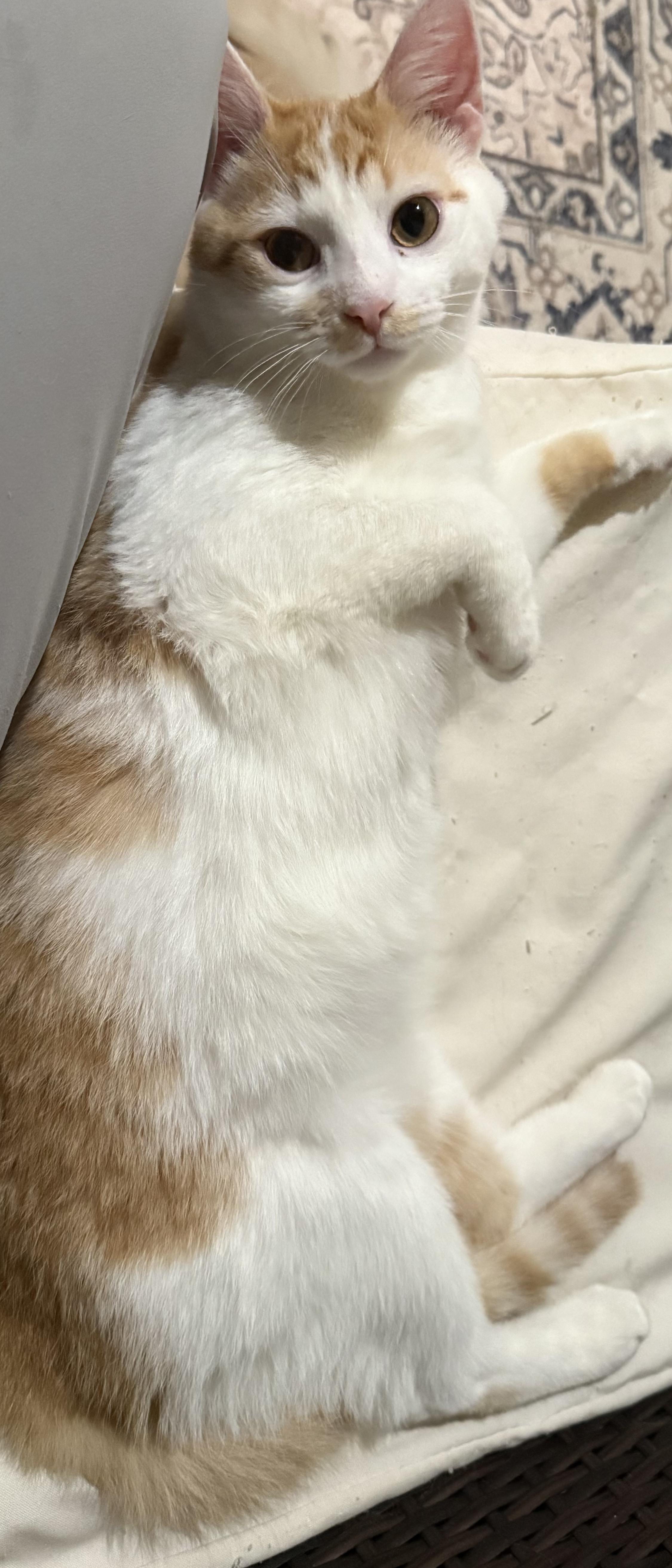 Enlarge Quigley & Porter, a ADOPTABLE Domestic Long Hair in Pickerington, OH image 6/6