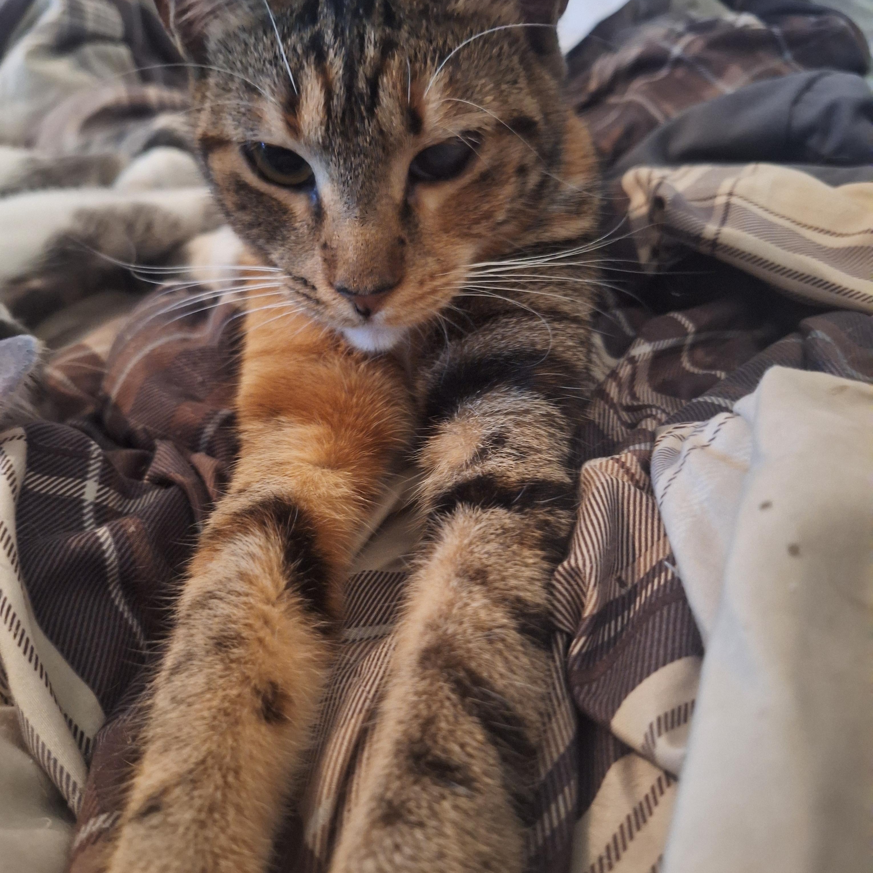 Enlarge Ruby, a Adoptable American Shorthair in Polk city, FL image 1/2