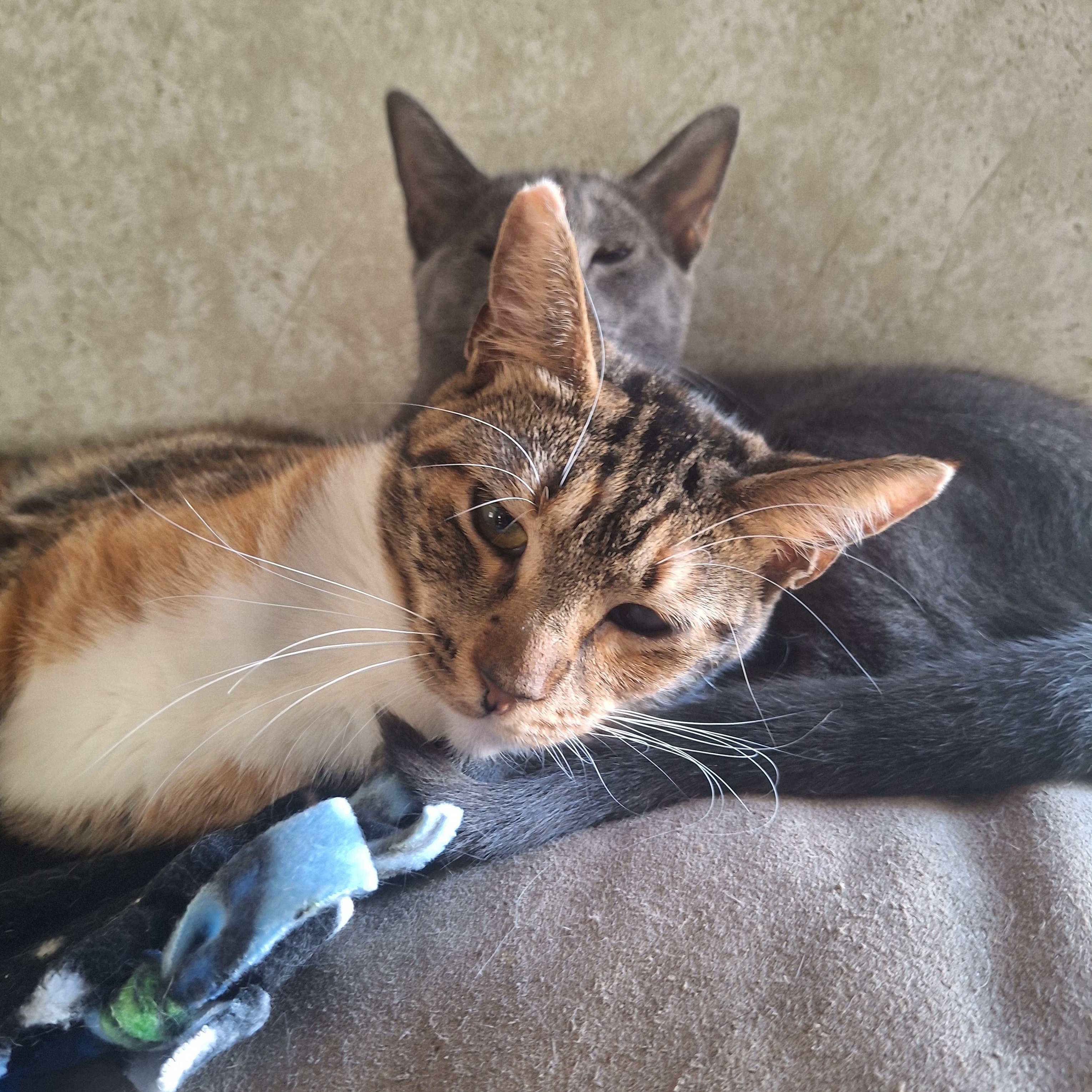 Enlarge Ruby, a Adoptable American Shorthair in Polk city, FL image 2/2