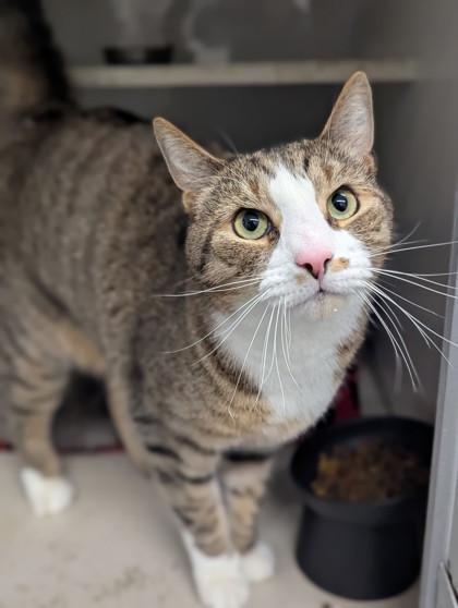 Milo, Adoptable, Adult Male Domestic Short Hair.