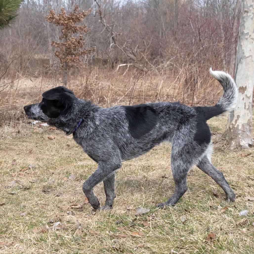 Dottie, Adoptable, Adult Female Australian Cattle Dog / Blue Heeler.