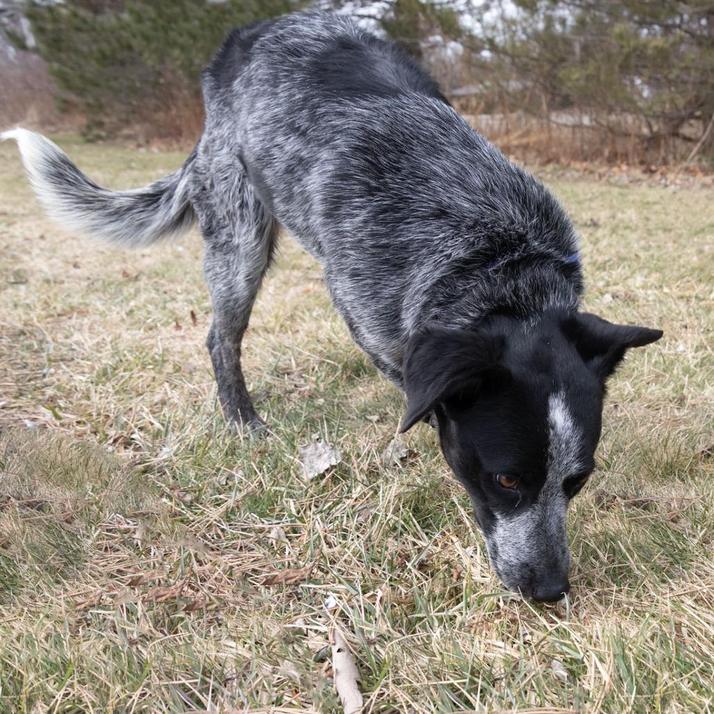 Enlarge Dottie, a Adoptable mixed breed in Erie, PA image 2/6