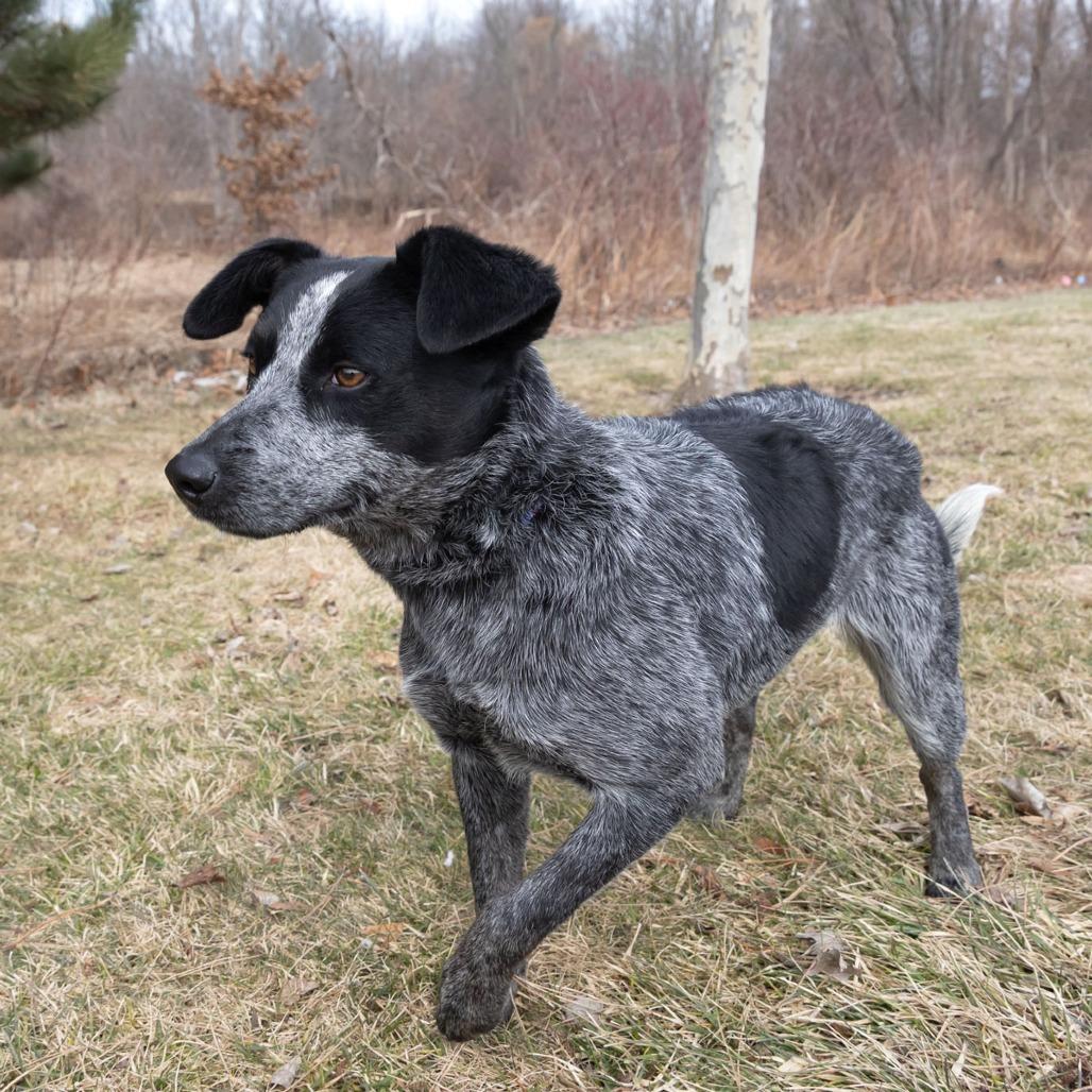 Enlarge Dottie, a Adoptable mixed breed in Erie, PA image 3/6