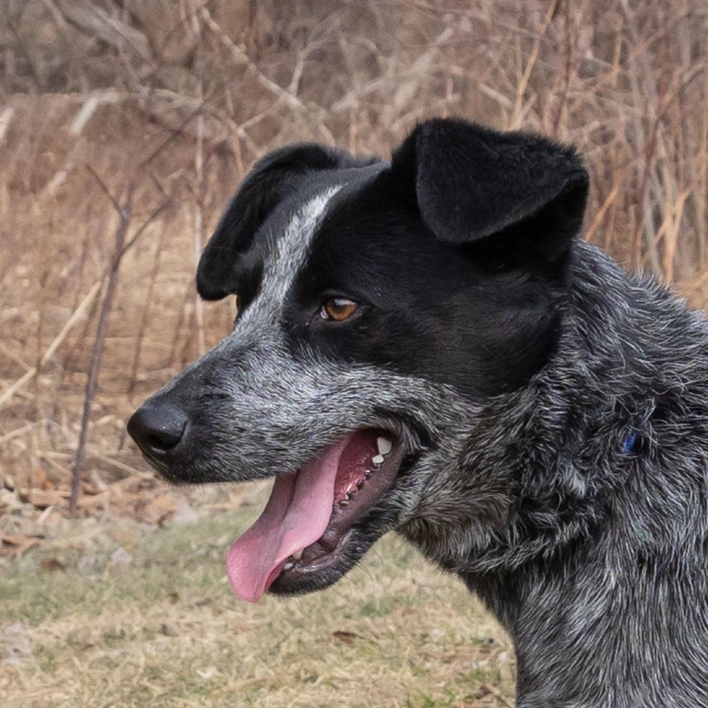 Enlarge Dottie, a Adoptable mixed breed in Erie, PA image 4/6