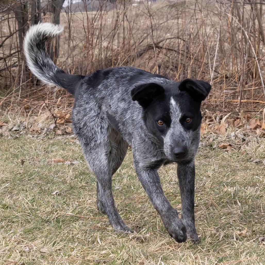 Enlarge Dottie, a Adoptable mixed breed in Erie, PA image 6/6