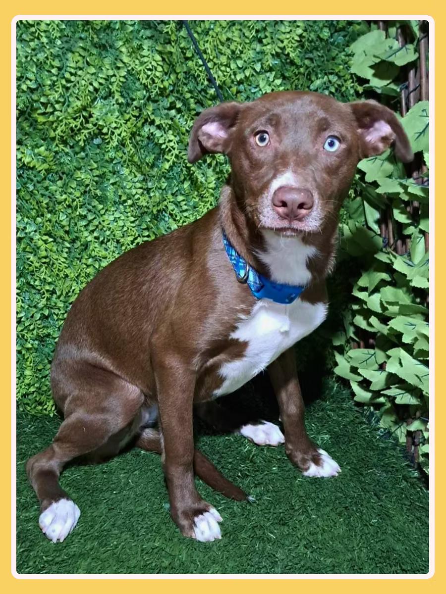 Aria, a ADOPTABLE mixed breed in San Francisco, CA image 3/4