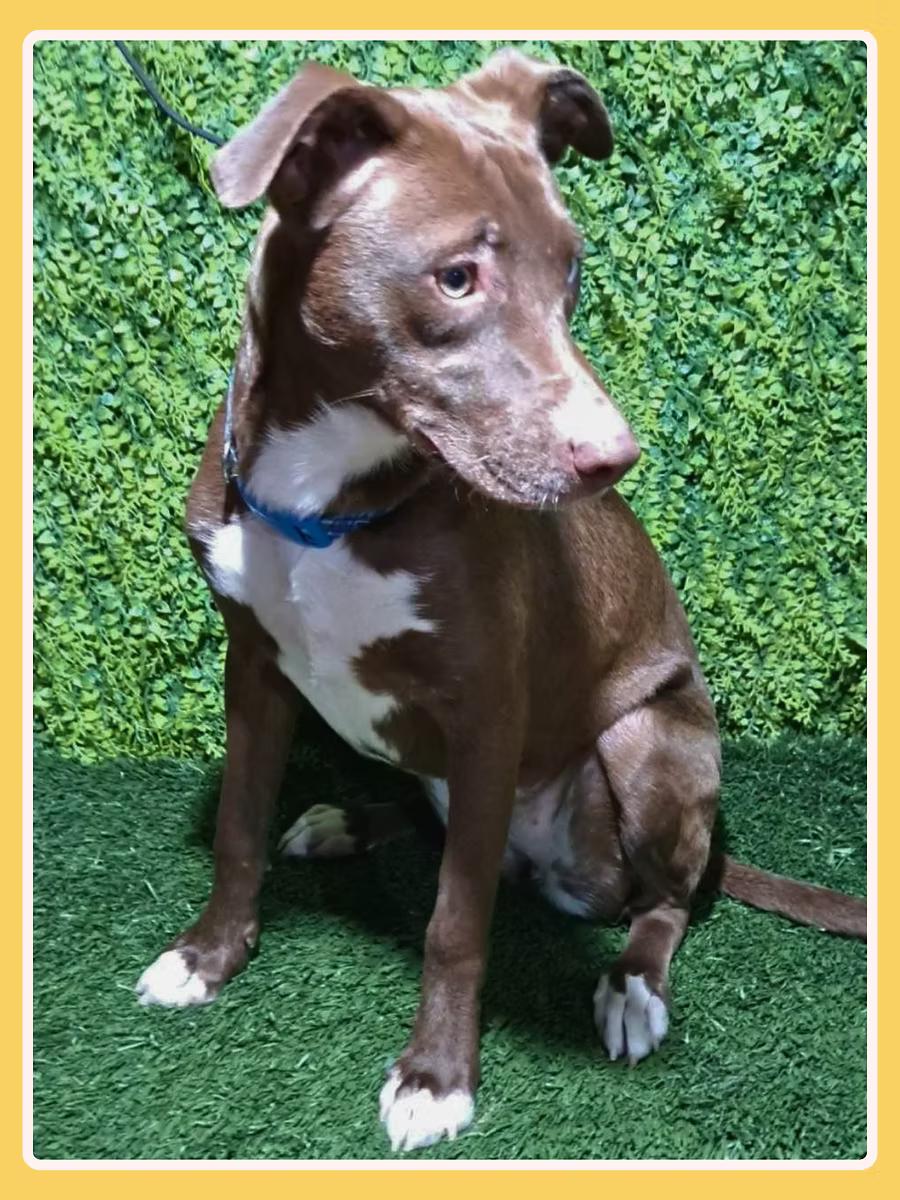 Aria, a ADOPTABLE mixed breed in San Francisco, CA image 2/4