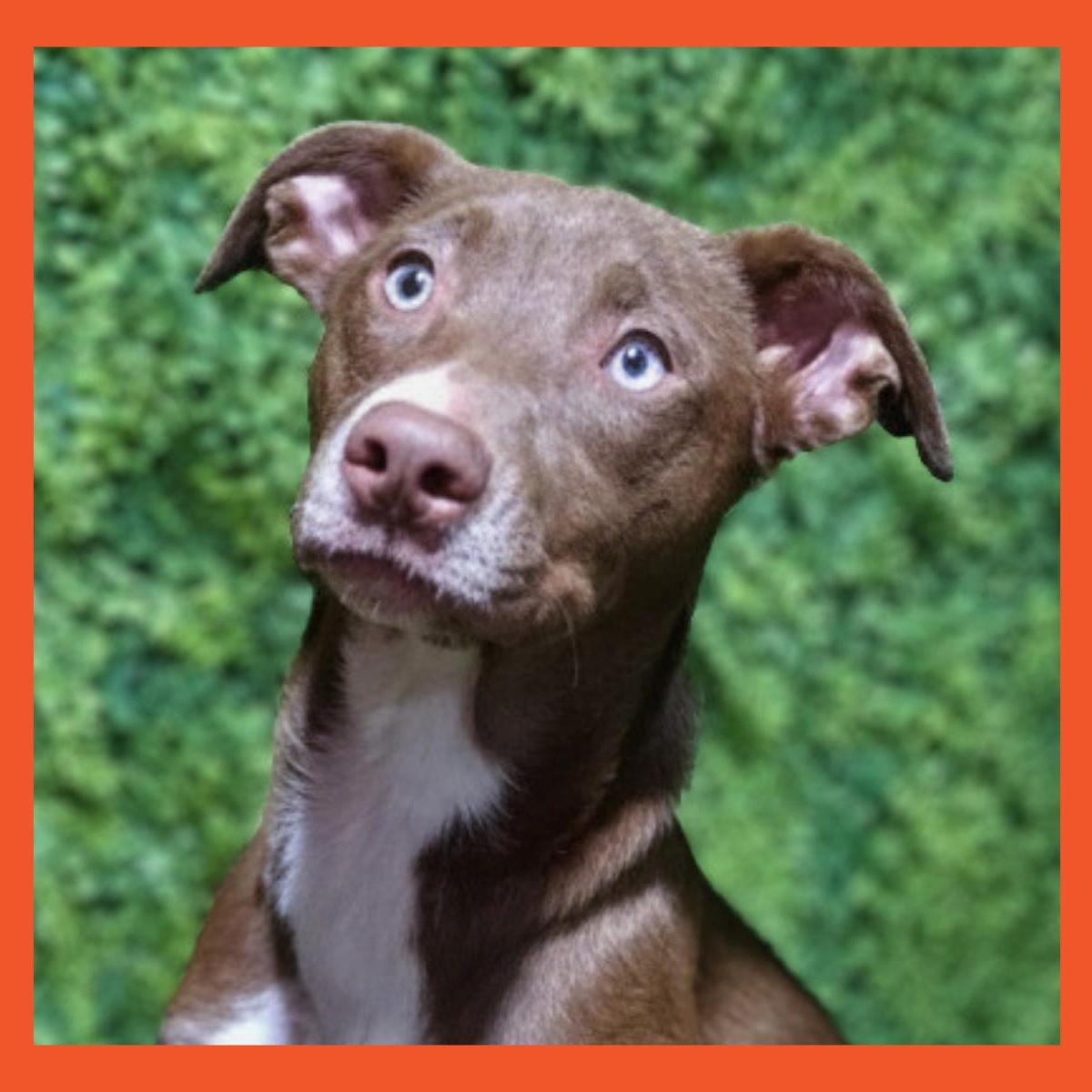 Aria, ADOPTABLE, Young Female Chocolate Labrador Retriever.