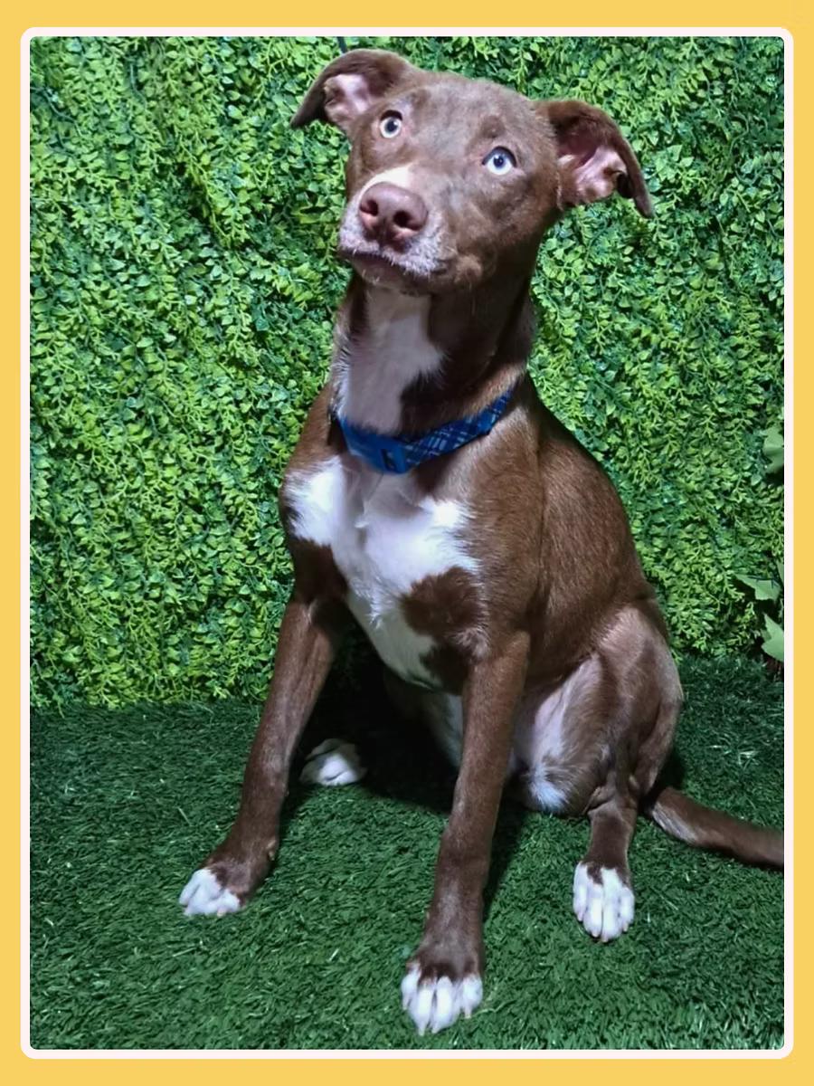 Aria, a ADOPTABLE mixed breed in San Francisco, CA image 4/4