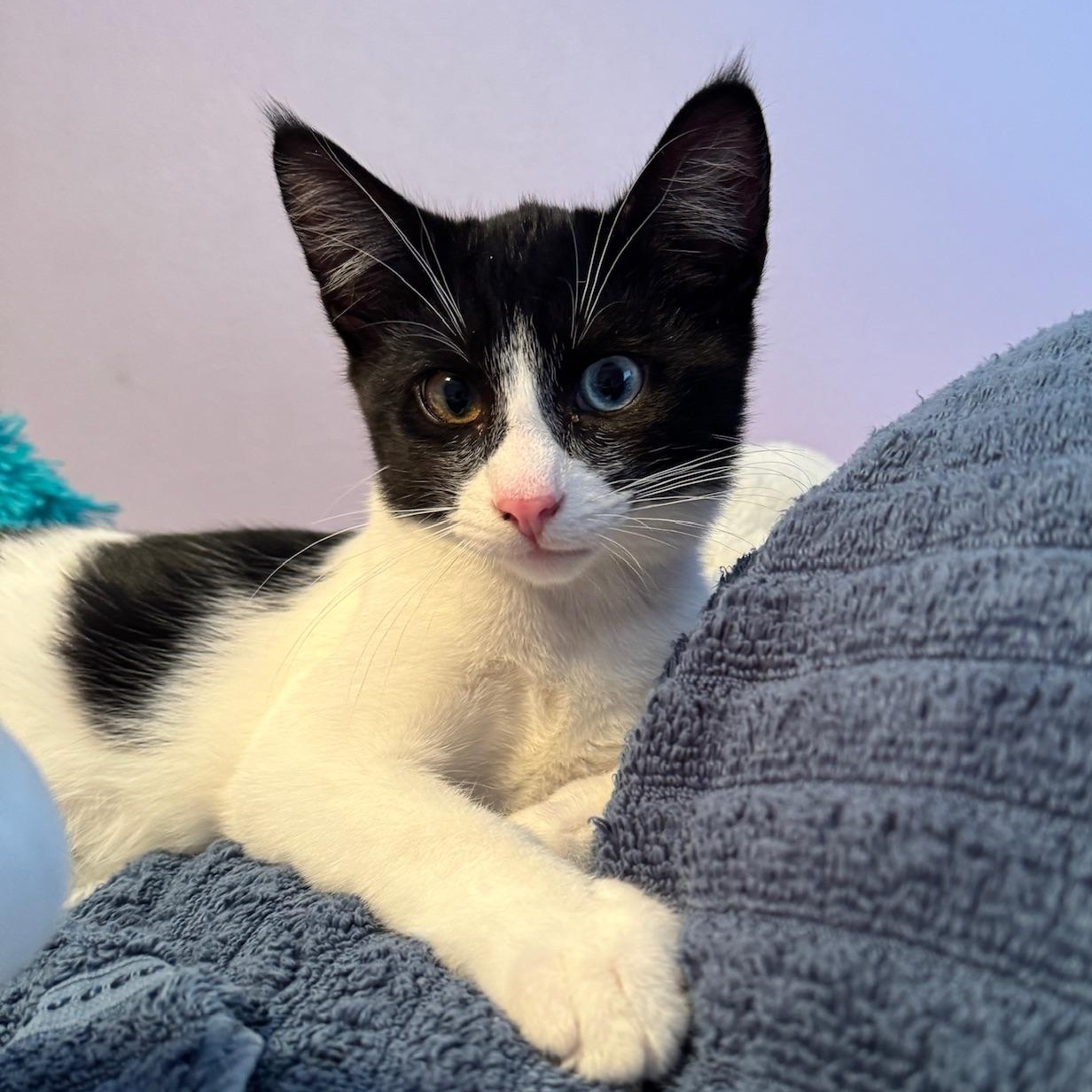 Violet & Samson - bonded kitten siblings, a ADOPTABLE Tuxedo in San Francisco, CA image 4/6