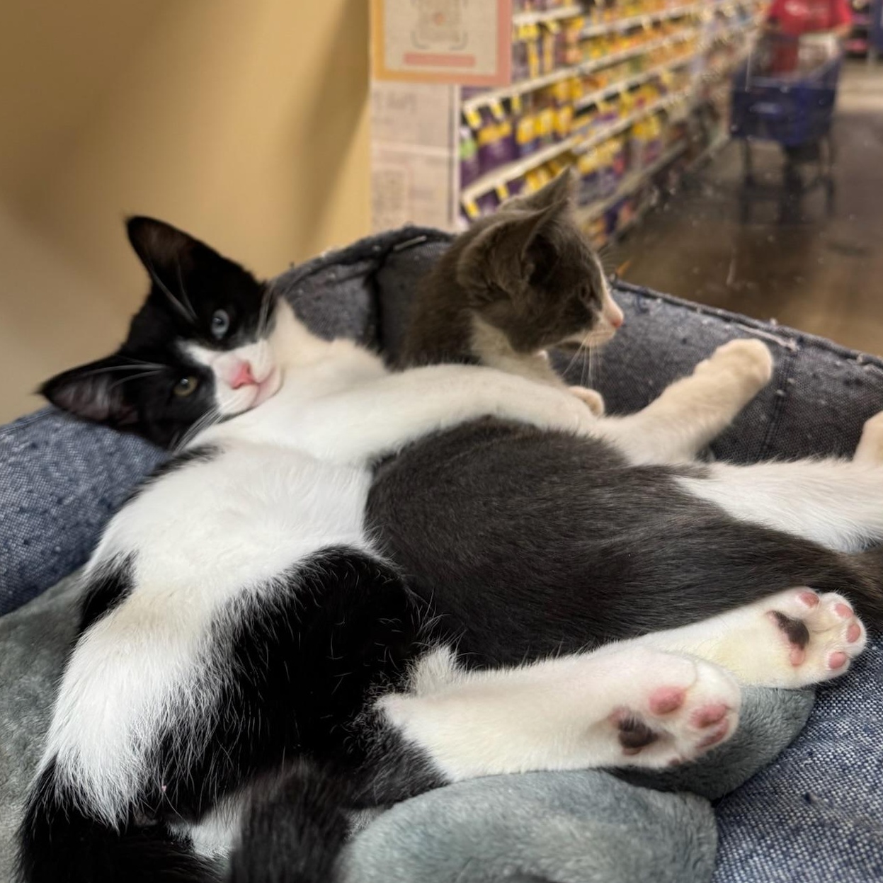 Violet & Samson - bonded kitten siblings, a ADOPTABLE Tuxedo in San Francisco, CA image 3/6