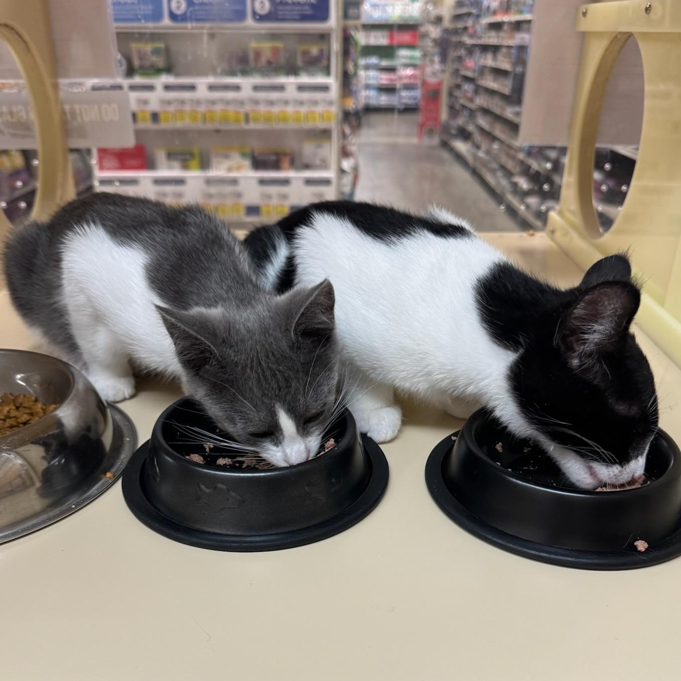 Violet & Samson - bonded kitten siblings, a ADOPTABLE Tuxedo in San Francisco, CA image 2/6