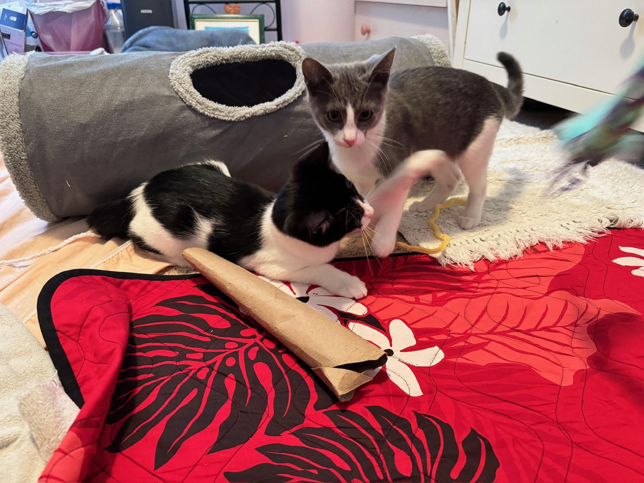 Violet & Samson - bonded kitten siblings, a ADOPTABLE Tuxedo in San Francisco, CA image 5/6