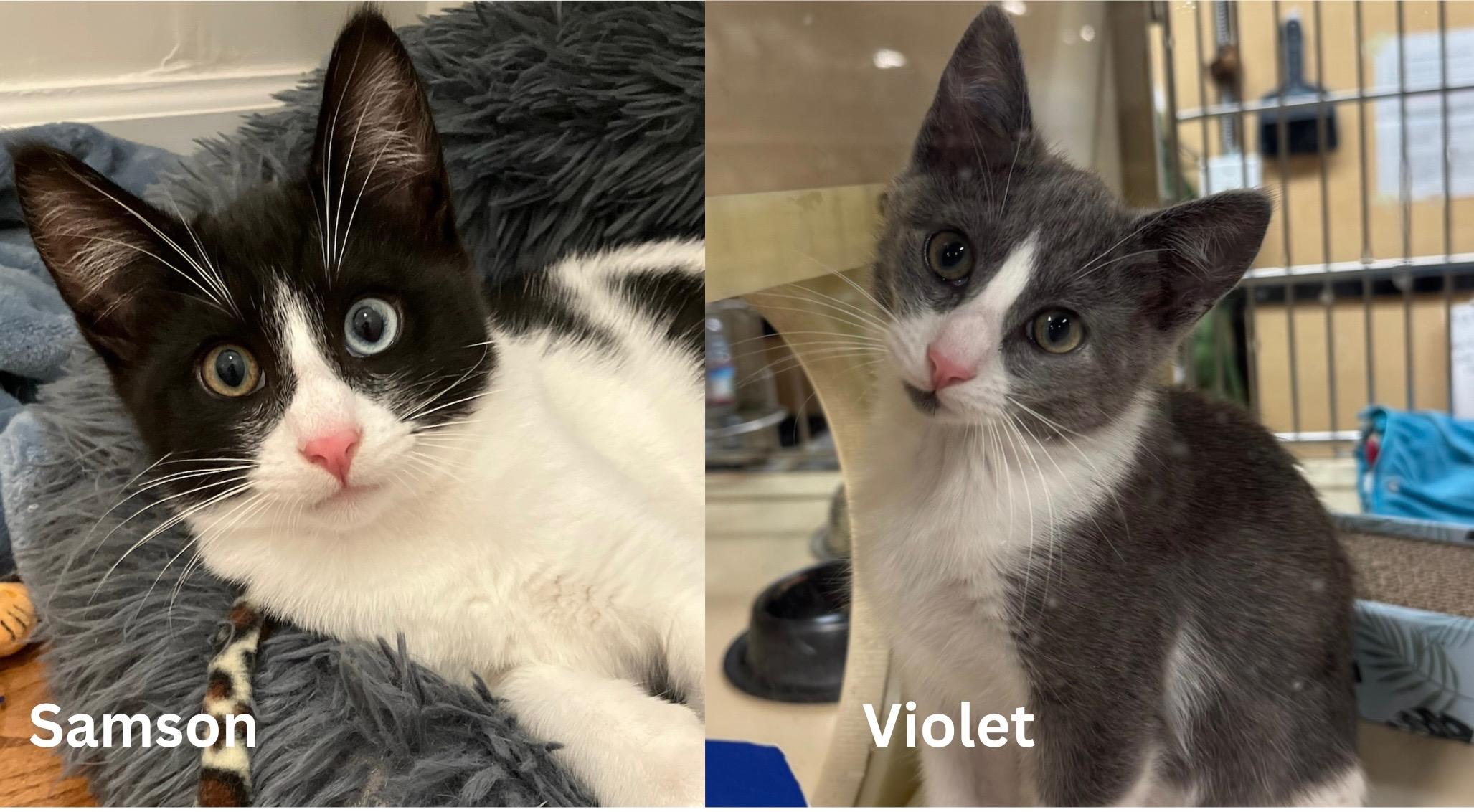 Violet & Samson - bonded kitten siblings, a ADOPTABLE Tuxedo in San Francisco, CA image 1/6