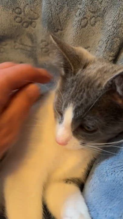 Enlarge Violet & Samson - bonded kitten siblings, a ADOPTABLE Tuxedo in San Francisco, CA video 6/6