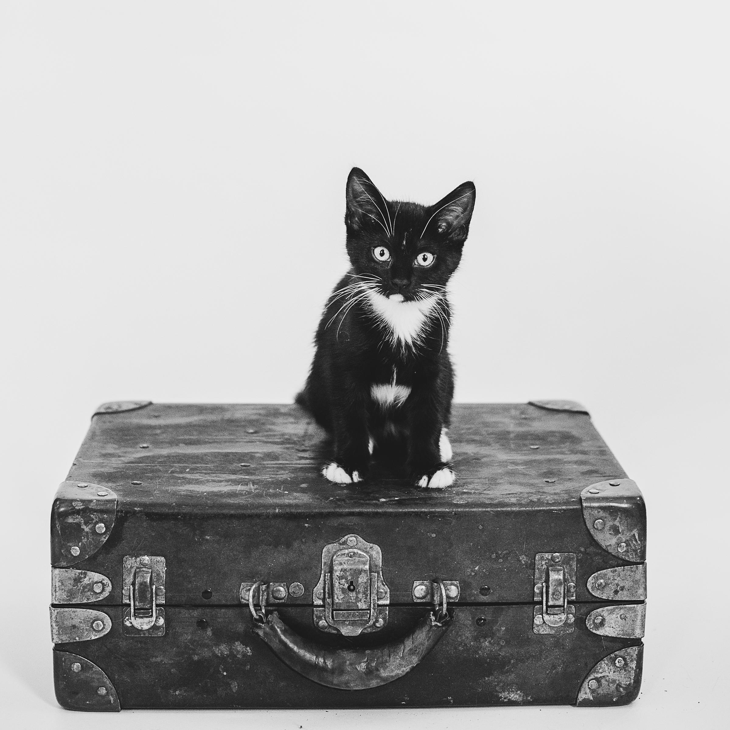 Blueberry, adopted, Kitten Female Domestic Short Hair.