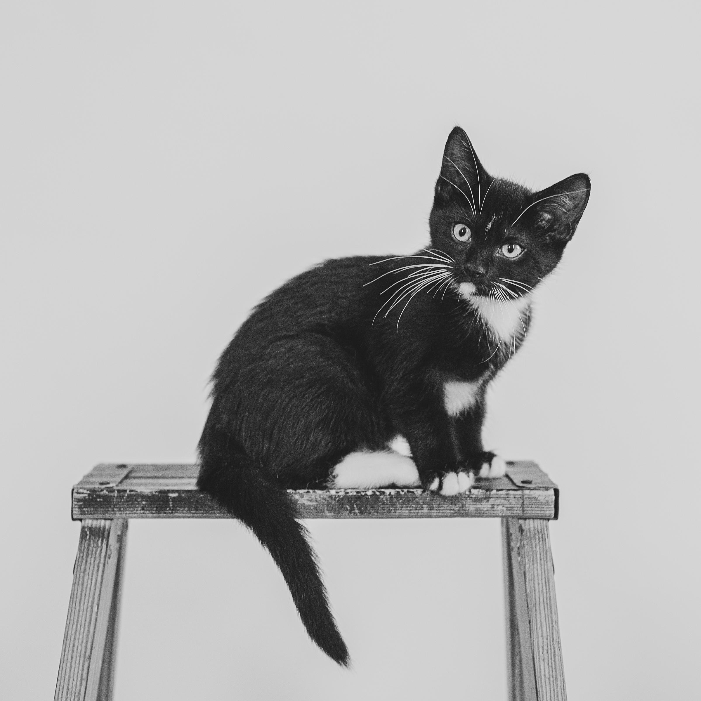 Blueberry, an adopted Domestic Short Hair in Hamilton, ON image 2/3