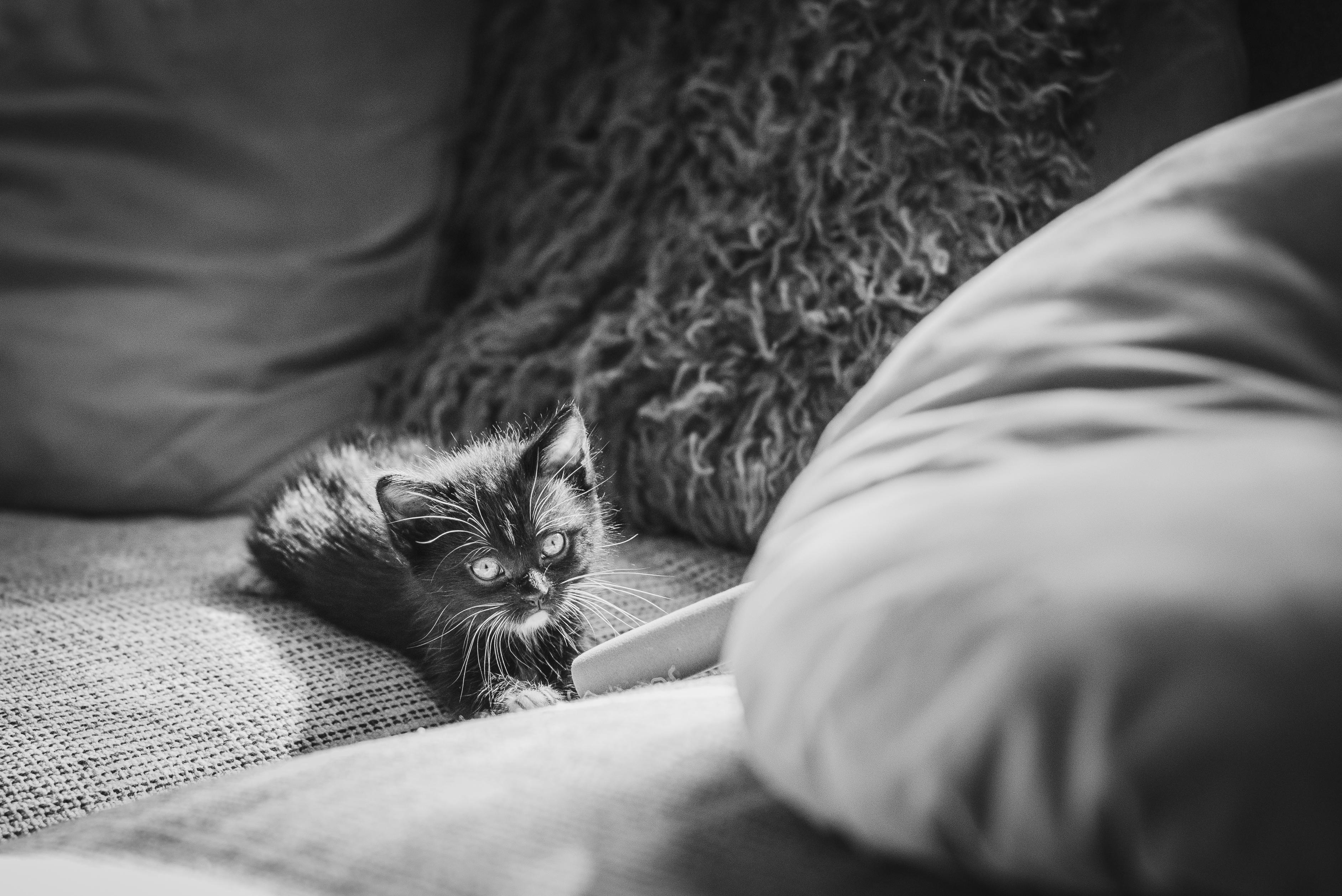 Blueberry, an adopted Domestic Short Hair in Hamilton, ON image 3/3