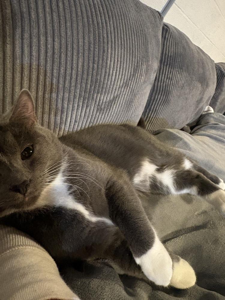 Stormie (bonded with Luna), Adoptable, Young Male Domestic Short Hair.