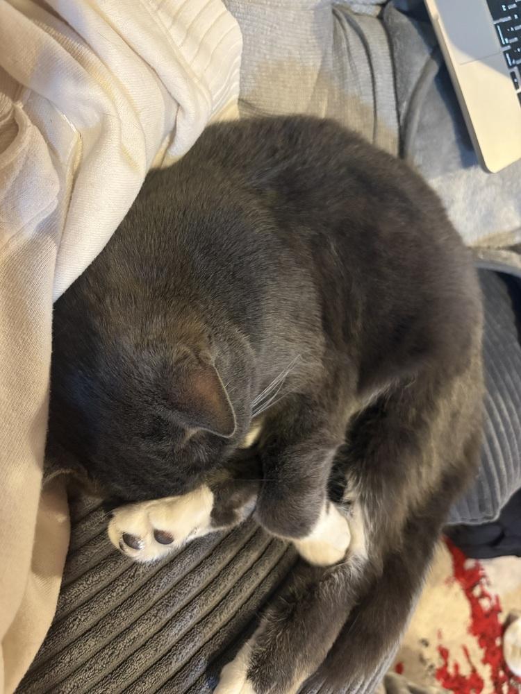 Enlarge Stormie (bonded with Luna), a Adoptable mixed breed in Springdale, PA image 2/5