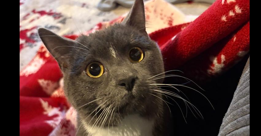 Enlarge Stormie (bonded with Luna), a Adoptable mixed breed in Springdale, PA image 4/5