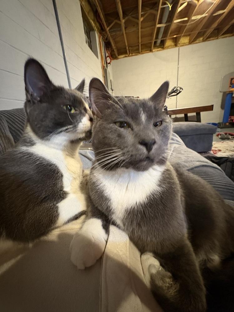 Enlarge Stormie (bonded with Luna), a Adoptable mixed breed in Springdale, PA image 5/5