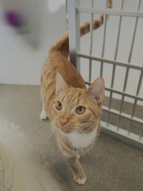Enlarge Morty, a Adoptable mixed breed in Roanoke, VA image 1/1