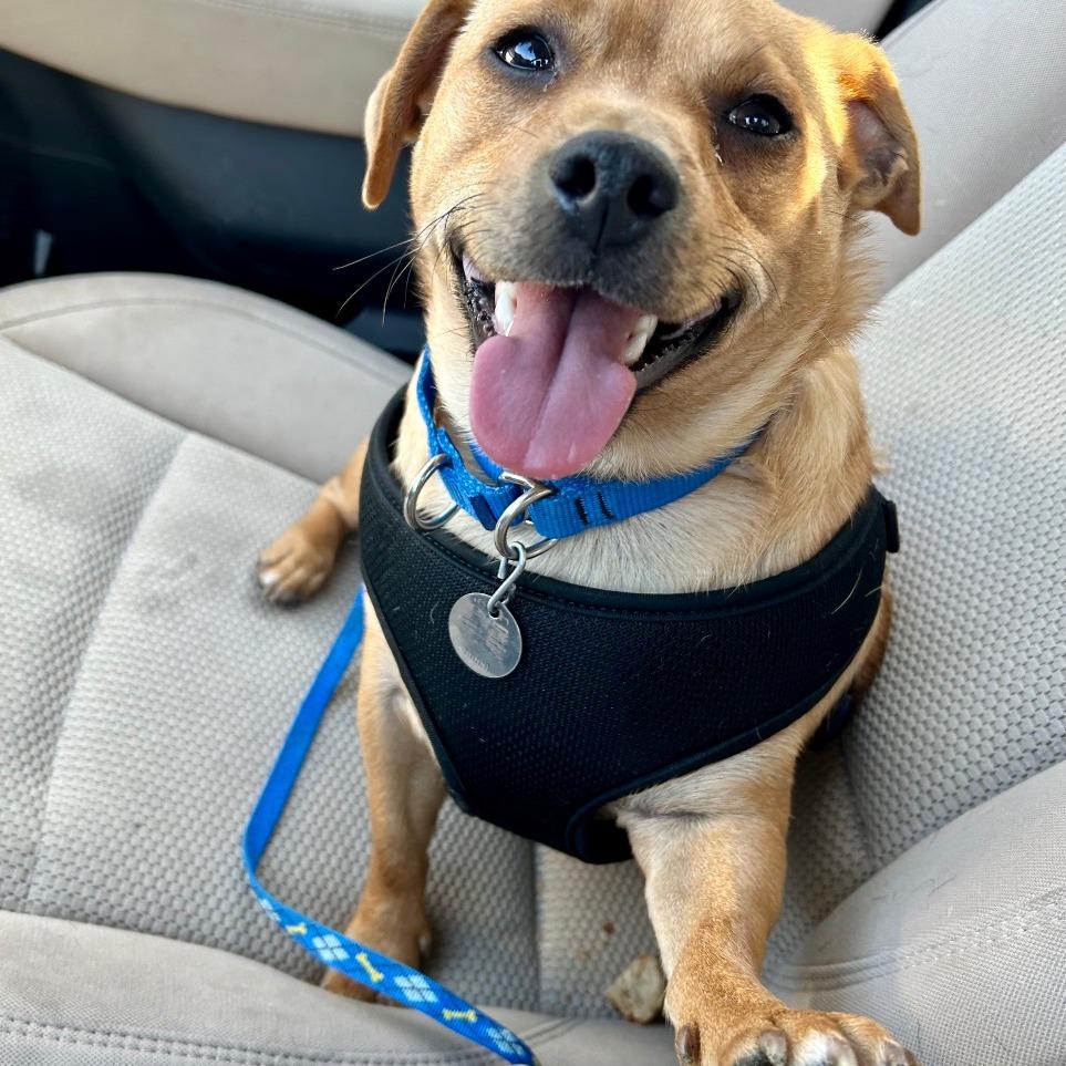 Enlarge Marshall, a Adoptable mixed breed in Peculiar, MO image 1/6