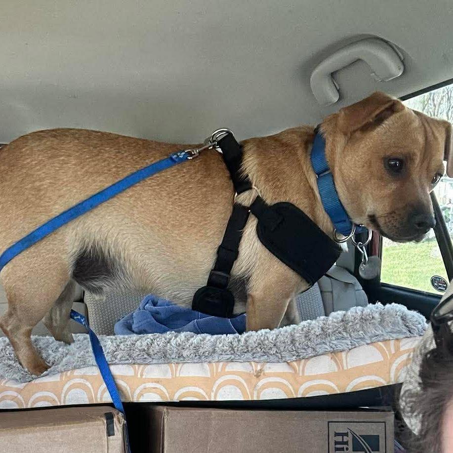 Enlarge Marshall, a Adoptable mixed breed in Peculiar, MO image 2/6