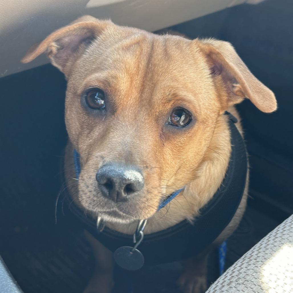 Enlarge Marshall, a Adoptable mixed breed in Peculiar, MO image 4/6