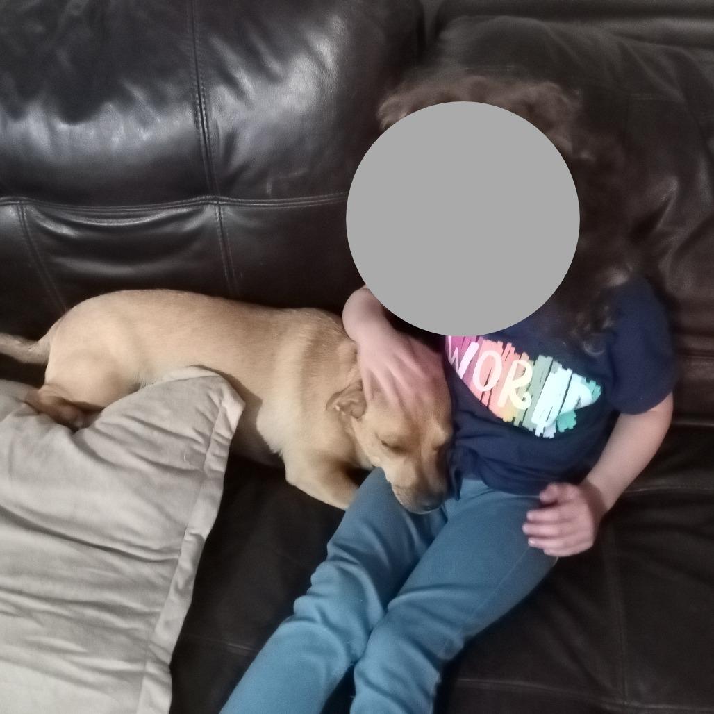 Enlarge Marshall, a Adoptable mixed breed in Peculiar, MO image 5/6