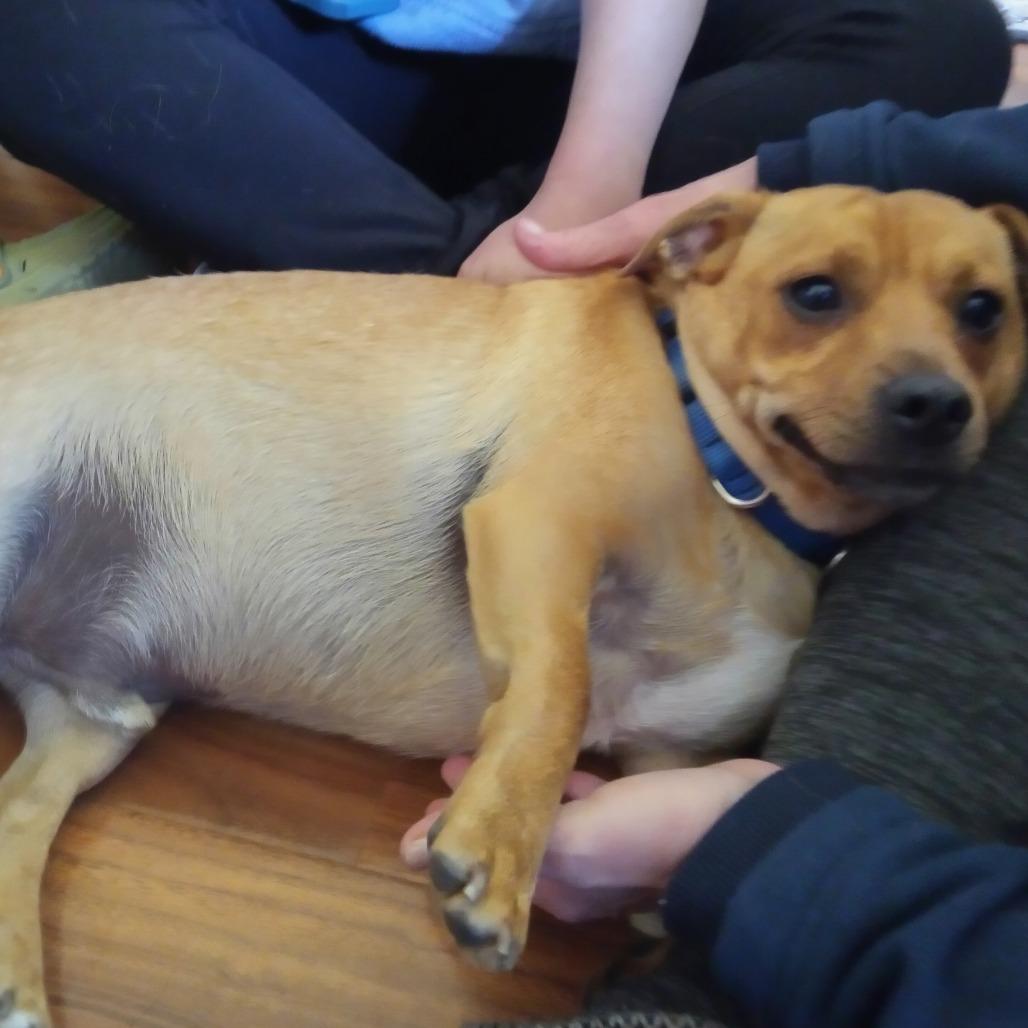 Enlarge Marshall, a Adoptable mixed breed in Peculiar, MO image 6/6